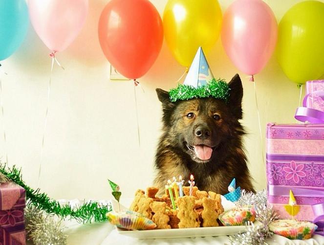 Kiedy pies obchodzi urodziny...  :)