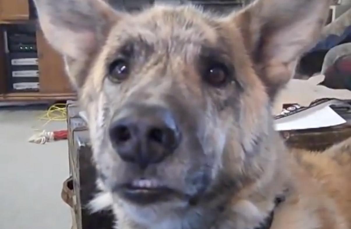 Gadający pies vs. właściciel sadysta: Pogawędki o bekonie, wołowinie, kurczaku i... kocie! VIDEO